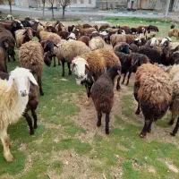 میش وبره افشاری همه جوان