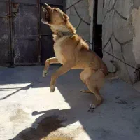 سگ نگهبان سرابی خراسانی پیتبول دوبرمن قدرجونی ژرمن