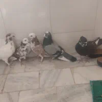 کبوترتهرانی