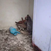 جوجه لاری و مرغ گلین|حیوانات مزرعه|ایجرود, |دیوار