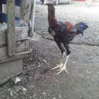 جوجه لاری|حیوانات مزرعه|رشت, فلسطین|دیوار