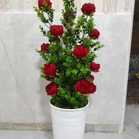 گل وگلدون|گل مصنوعی|میاندوآب, |دیوار