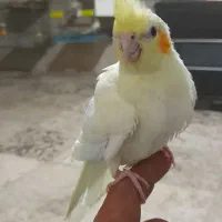 سالن گرینچیک  برزیلی  عروس هلندی ومرغ عشق