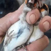 سهره نر اتیقه|پرنده|مشهد, شهرک بهارستان|دیوار