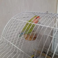 طوطی برزیلی ماده