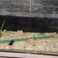 آکواریومشیشه خم|ماهی|کرج, حسینآباد|دیوار