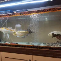 آکواریوم|ماهی|تبریز, |دیوار