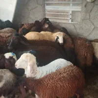 بره زنده و گوشت