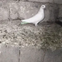 کبوتر گرفتنی