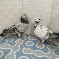 دو عدد نر بزک سرور