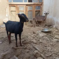 کره ۱۵ ماهه زات آلپاین