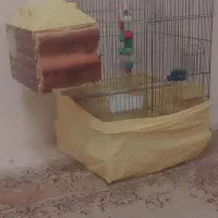 قفس عروس هلندی