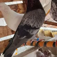 کبوتر غریب گرفتم در کوی حسینی