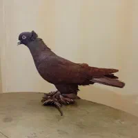 کبوتر