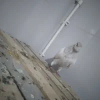 کفتر کبوتر|پرنده|پارس‌آباد, |دیوار