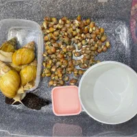 فروش حلزون آفریقایی