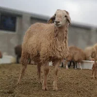 آماده شراکت در زمینه پرورش گوسفند فضا وتخصص دارم
