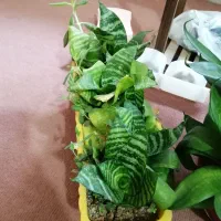 انواع و اقسام گل و کاکتوس و سانسوریا پُر|گل و گیاه طبیعی|بروجرد, |دیوار