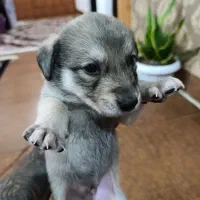 توله ۲ماهه اشپیتز|سگ|خمام, |دیوار