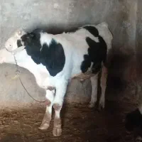 یک راس گوساله نرسیمینتال ویک راس گاوباگوساله ماده