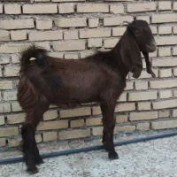 بز نر|حیوانات مزرعه|امیدیه, |دیوار