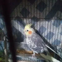 عروس هلندی زیبا|پرنده|تربت‌حیدریه, شهرک ولیعصر|دیوار