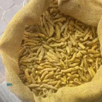 زردچوبه قلم آسیاب درحضورمشتری.توپک طلایی درجه 1