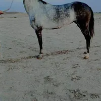مادیان ترکمن خالص