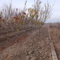 باغچه ۴۰۰ متری سنددار ملارد بیدگنه