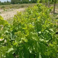 نهال انگور ترکمن 4