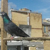 کبوتر زینتی