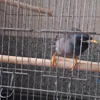 مرغ مینا|پرنده|خرمدره, |دیوار