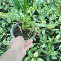 گل آگلونما|گل و گیاه طبیعی|اطاقور, |دیوار