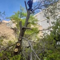 برش چوب درخت وخرید چوب درمحل|خدمات پیشه و مهارت|ارومیه, |دیوار