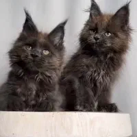 مین کون ،مینکون