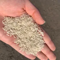 برنج کشت دوم امراللهی درجه یک