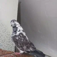 سبز دم سفید|پرنده|ملایر, |دیوار