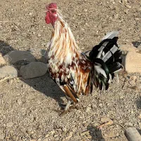 خروس گلین|حیوانات مزرعه|ورامین, قويينک زهری|دیوار