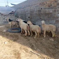 گوشت‌و‌بره‌|حیوانات مزرعه|جم, |دیوار