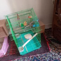 کوتوله برزیلی مولد|پرنده|ری, شهادت|دیوار