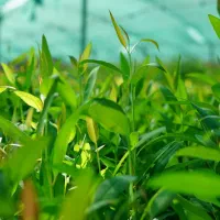 فروش نهال اکالیپتوس