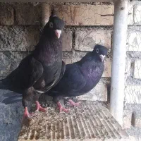 زاغ ابادانی معاوضه با میلیمز