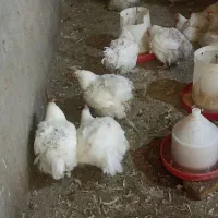 مرغ مادر|حیوانات مزرعه|زارچ, |دیوار