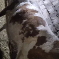 گاو سمینتال ویکتور نژاد شیری 28روز مانده به زایمان