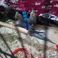 عروس هلندی|پرنده|شادگان, |دیوار