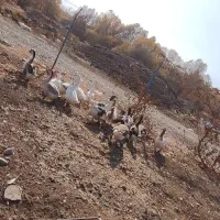 فروش غاز|حیوانات مزرعه|پیرانشهر, |دیوار