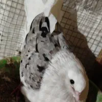 سه جفت کبوتر  دوکت