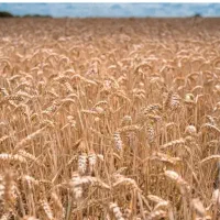 فروش-زمین-کشاورزی