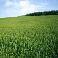 زمین کشاورزی