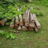 چوب اقاقیا، للکی روسی